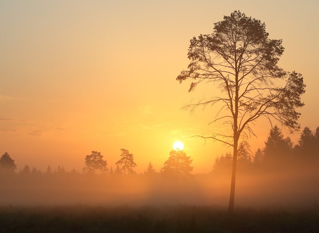 Mesilastelugu.ee e-poe tegemine